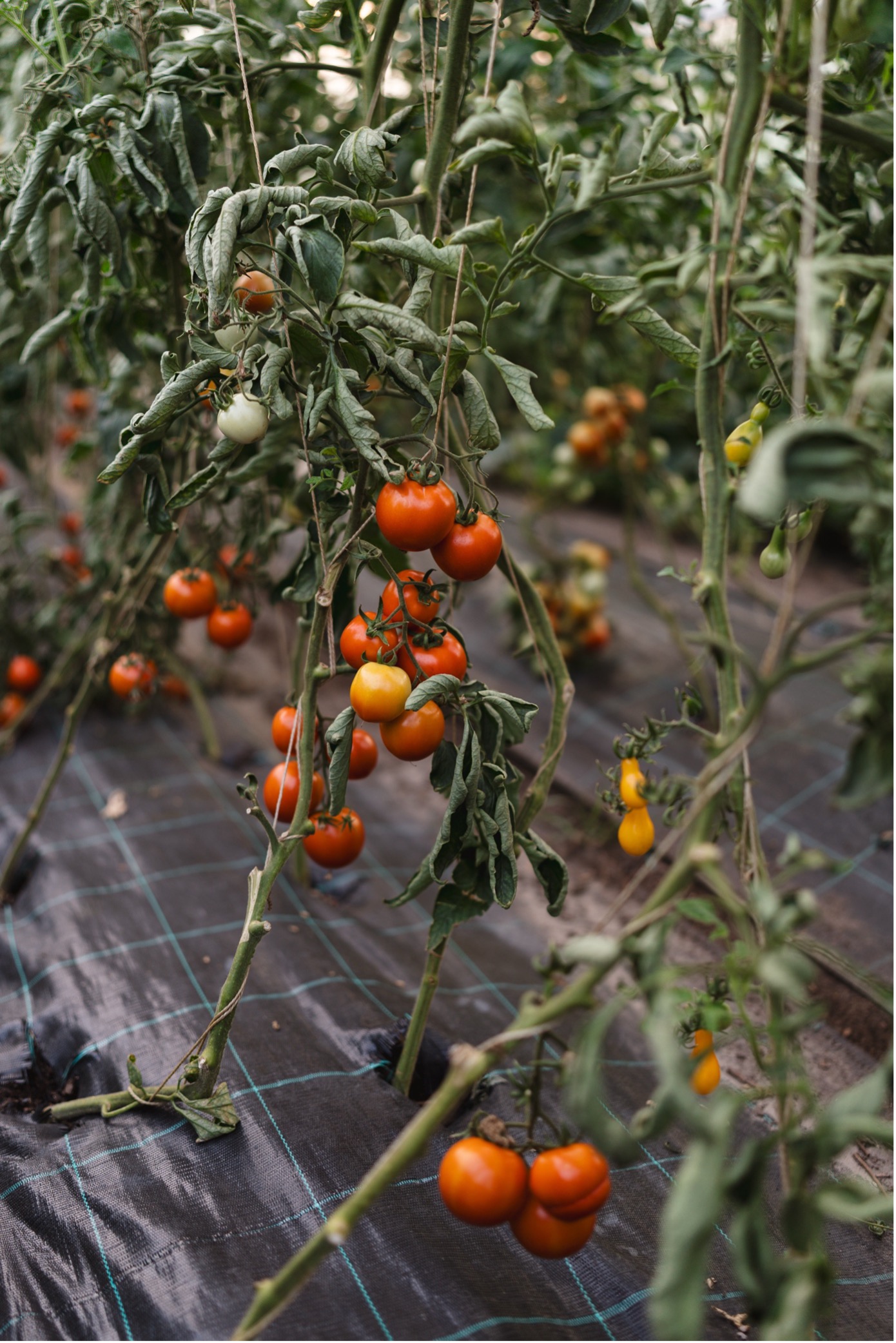 Paradicsom a kertben